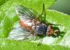 Aphantorhaphopsis sp.